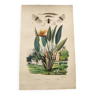 Old engraving from 1838 -Strelitzie- Zoological and botanical hand-colored plate. Original.
