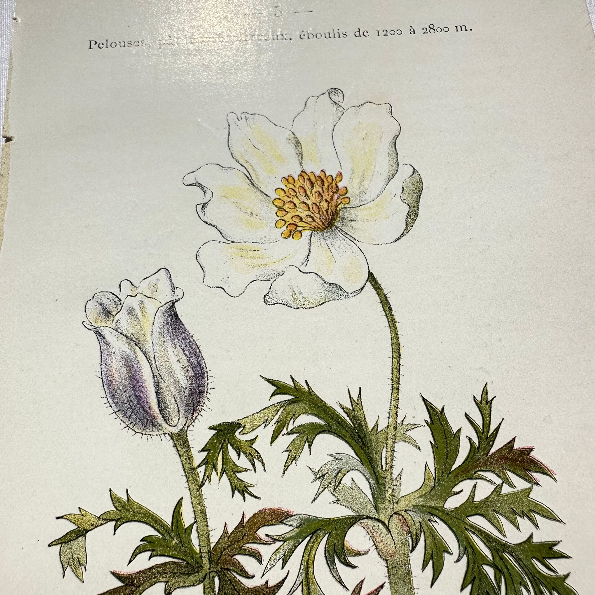 Old botanical engraving from the 19th century – Coloured botanical plates