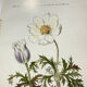 Old botanical engraving from the 19th century – Coloured botanical plates