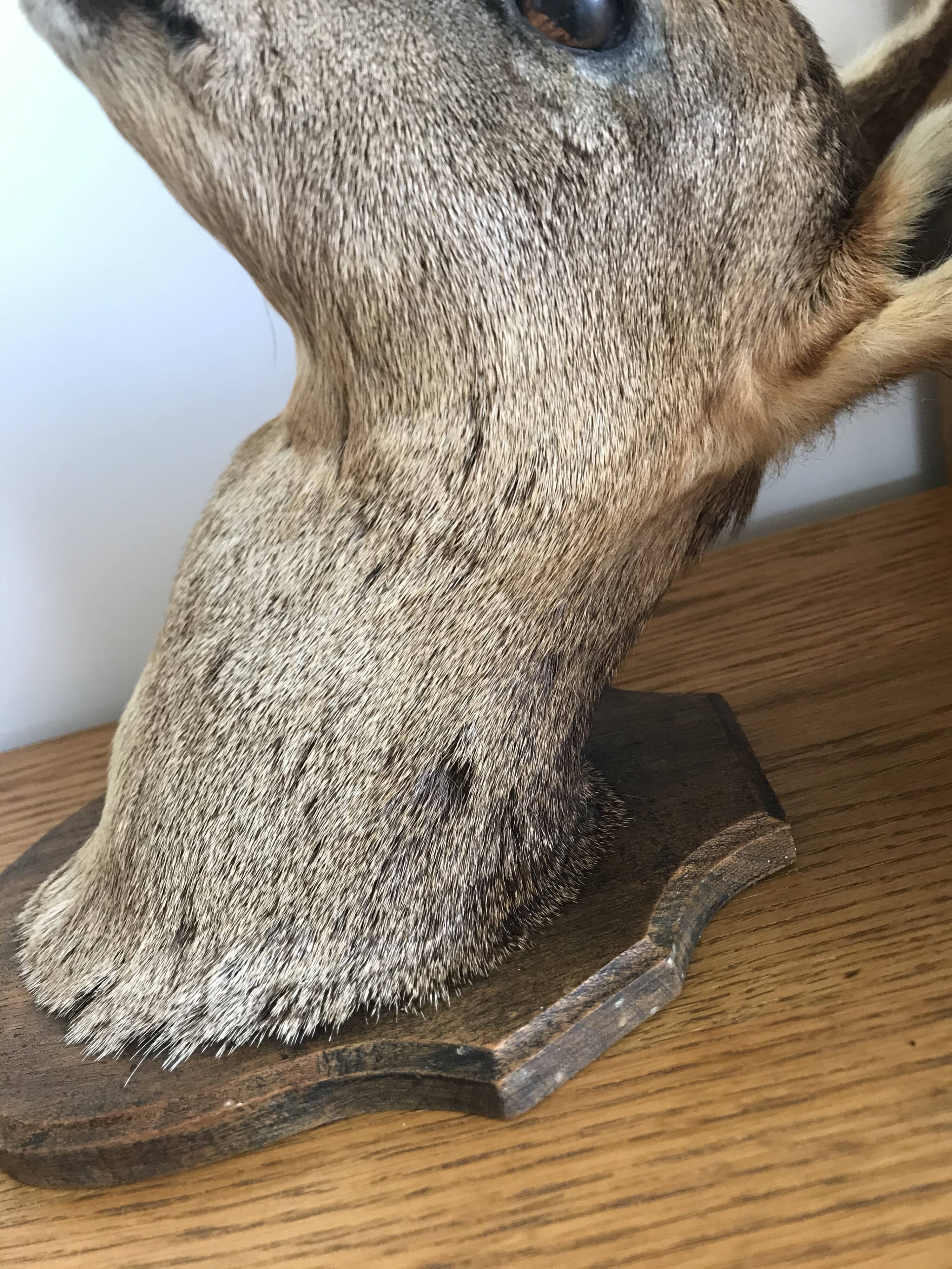 Taxidermy deer head