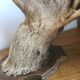 Taxidermy deer head