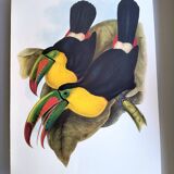 Vintage illustration. Keel-billed Toucan by J. Gould – 33x49cm. Bird print
