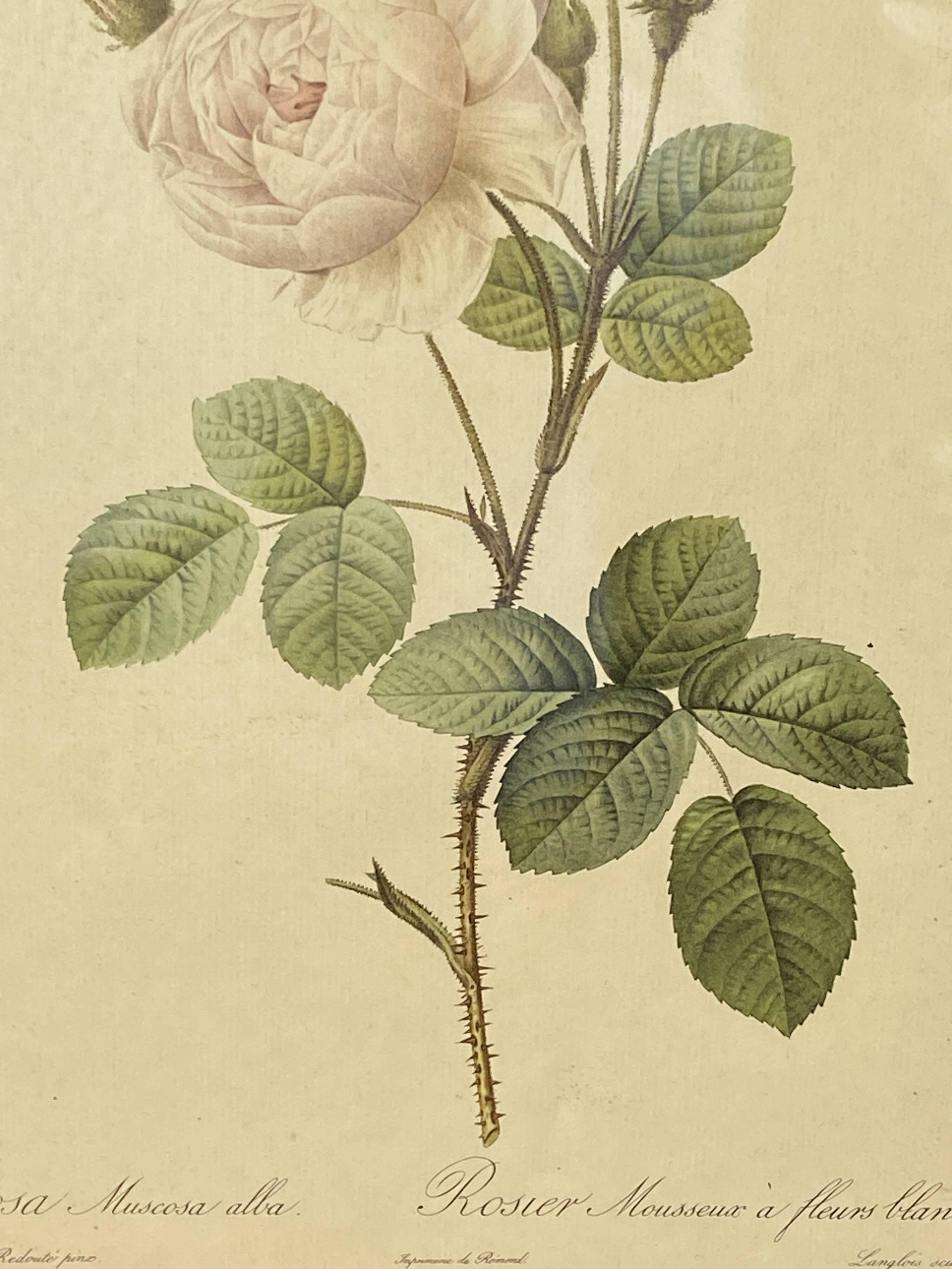 Affiche botanique, Rosier Mousseux encadrée