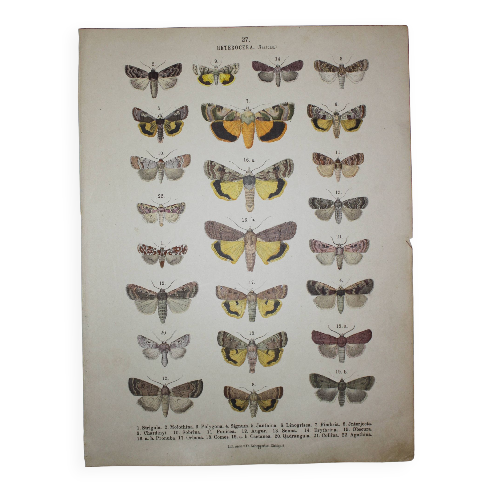 Old engraving of Butterflies - Lithograph from 1887 - Strigula - Original zoological illustration