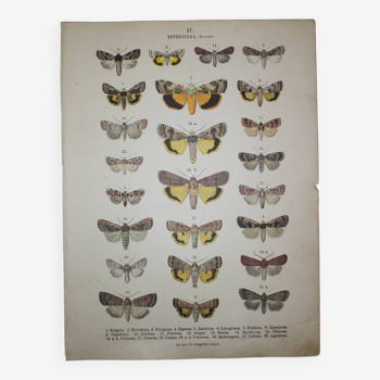 Gravure ancienne de Papillons - Lithographie de 1887 - Strigula - Illustration originale zoologique