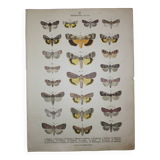 Old engraving of Butterflies - Lithograph from 1887 - Strigula - Original zoological illustration