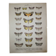 Old engraving of Butterflies - Lithograph from 1887 - Strigula - Original zoological illustration