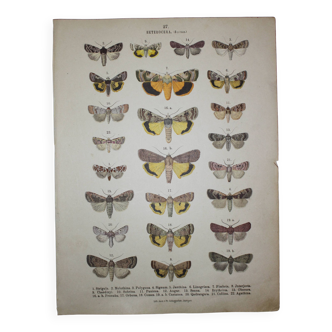 Old engraving of Butterflies - Lithograph from 1887 - Strigula - Original zoological illustration