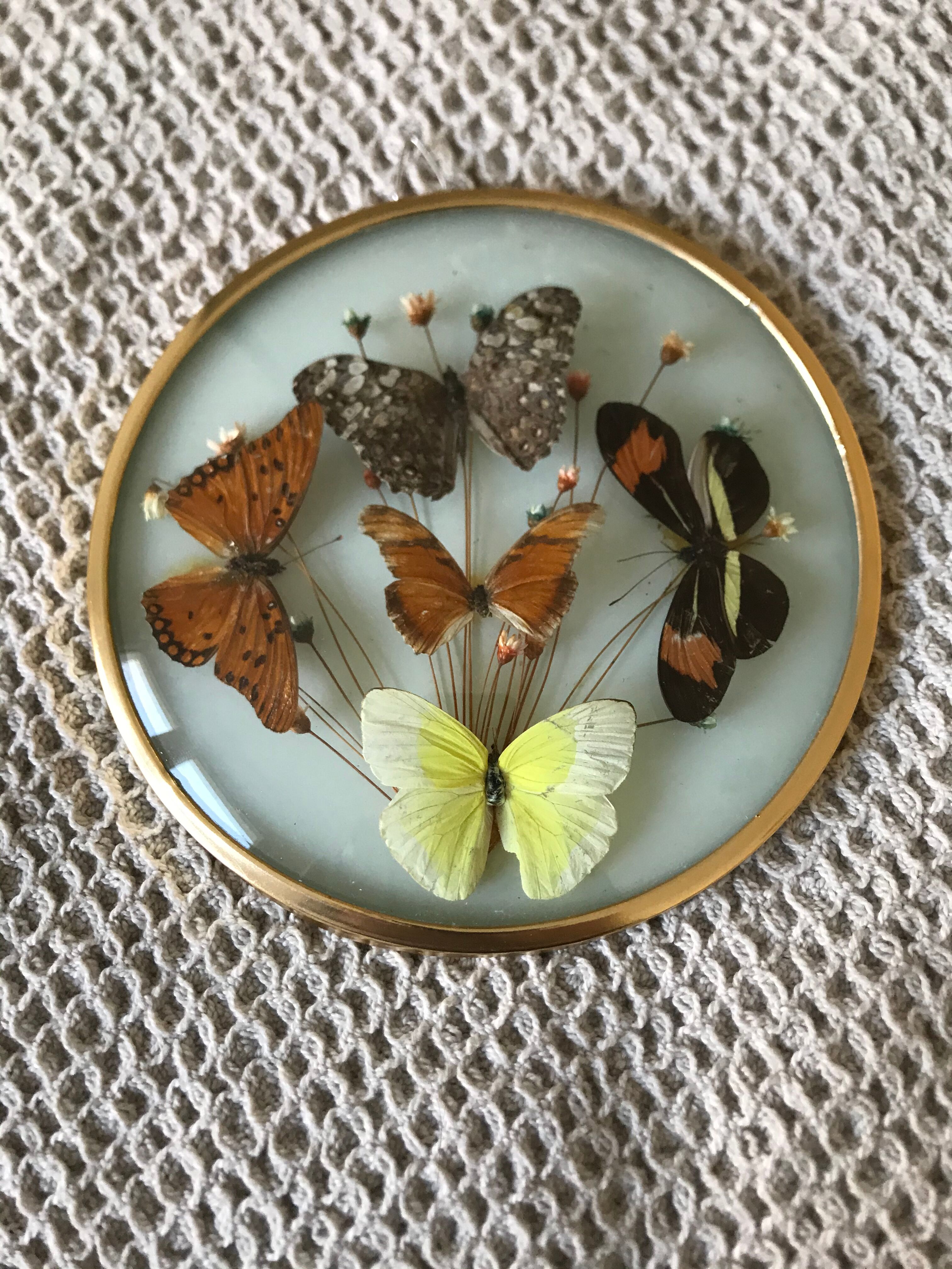 Vintage butterfly frame