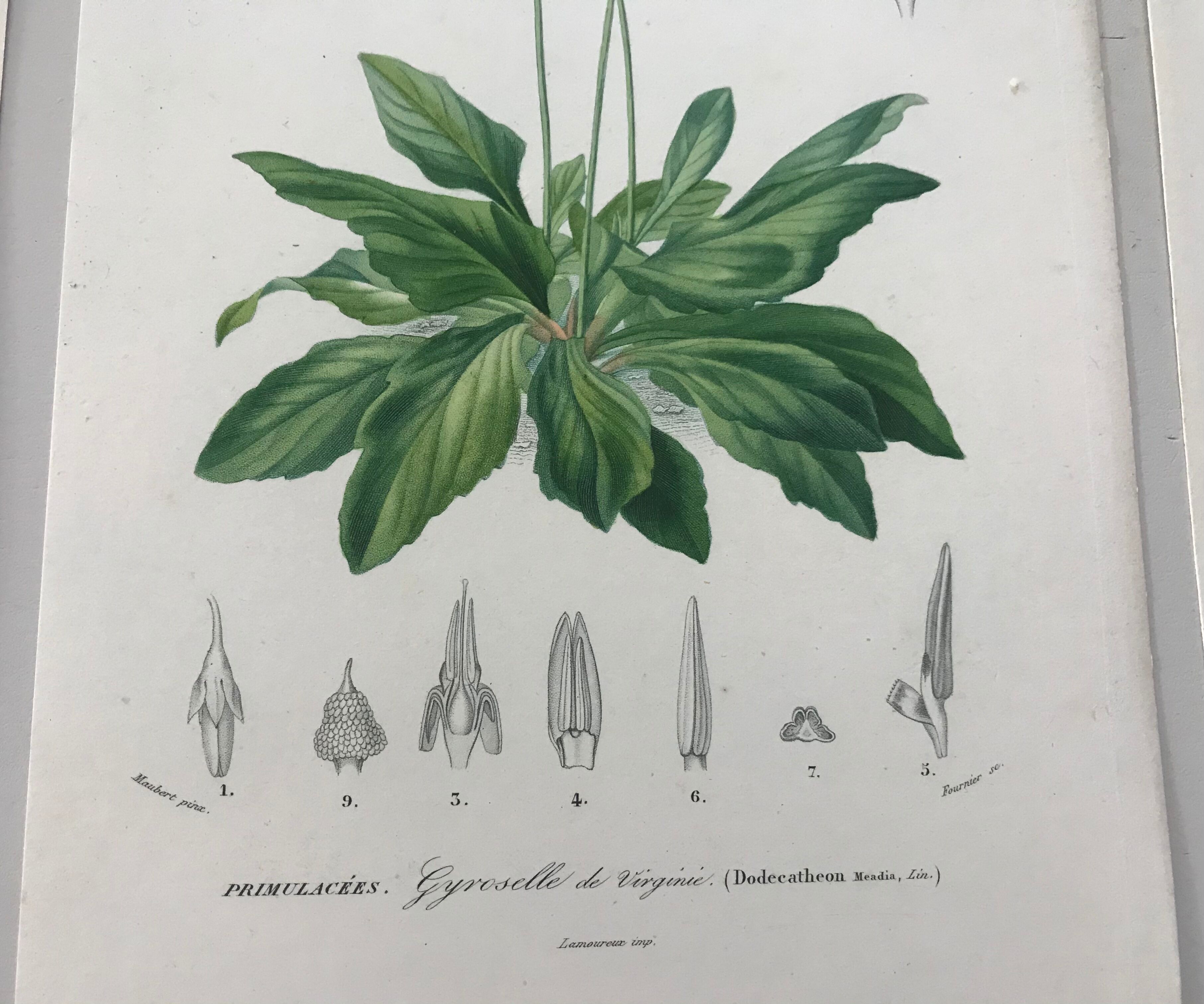 Trio of botanical engravings 19th century
