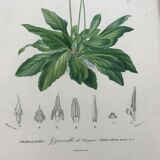 Trio of botanical engravings 19th century