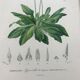 Trio of botanical engravings 19th century