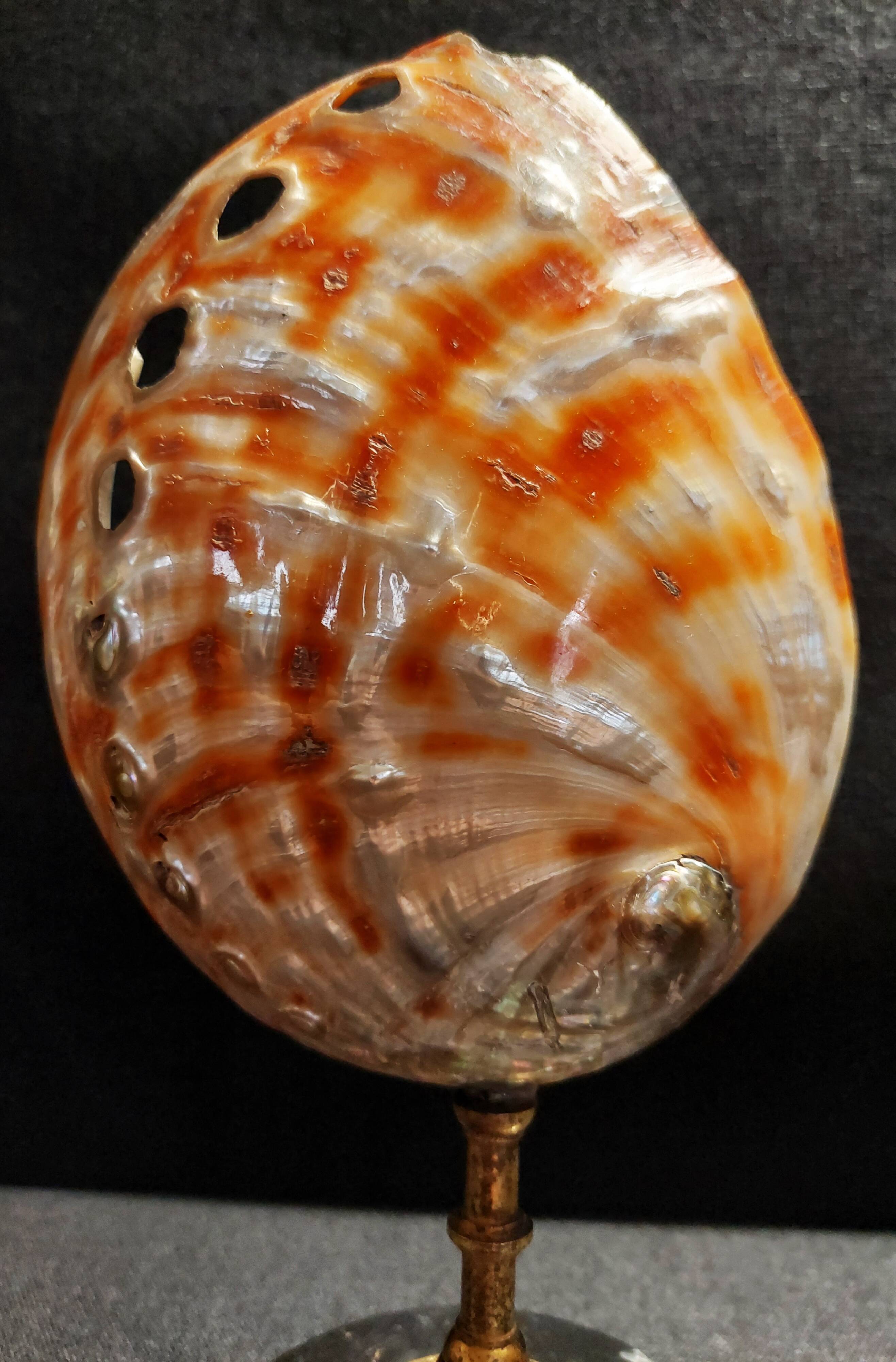 Cabinet of Curiosities haliotis rufescens shell on base
