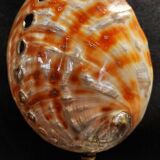 Cabinet of Curiosities haliotis rufescens shell on base