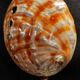 Cabinet of Curiosities haliotis rufescens shell on base