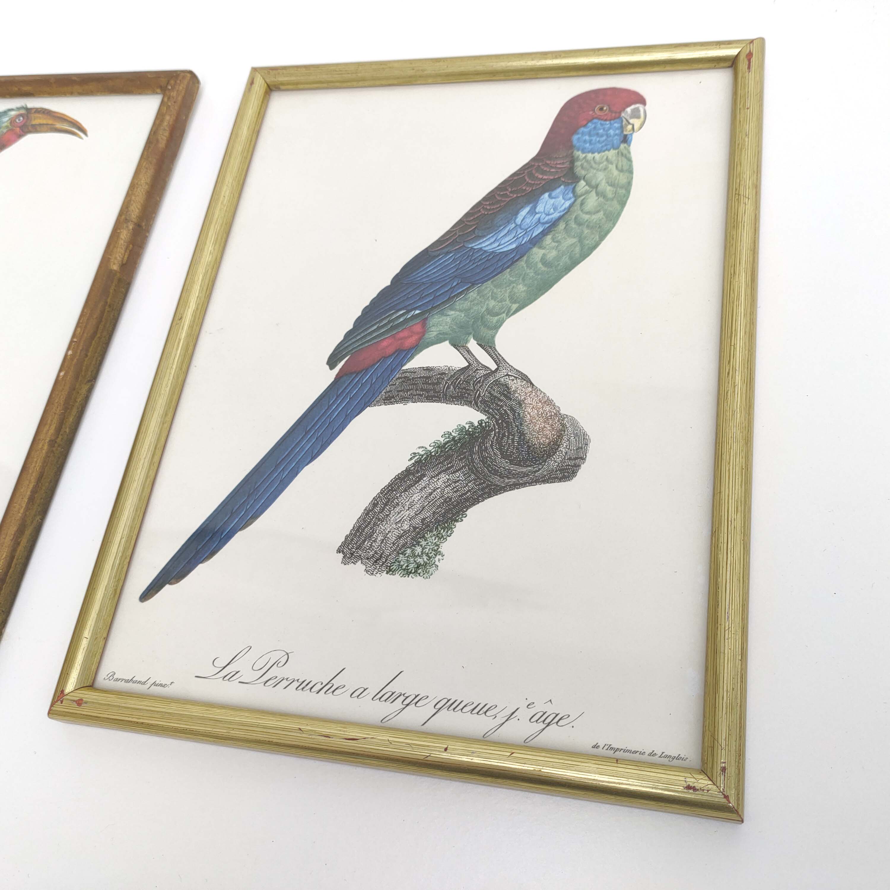 2 lithographed posters of birds in golden frames