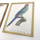 2 lithographed posters of birds in golden frames