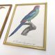 2 lithographed posters of birds in golden frames