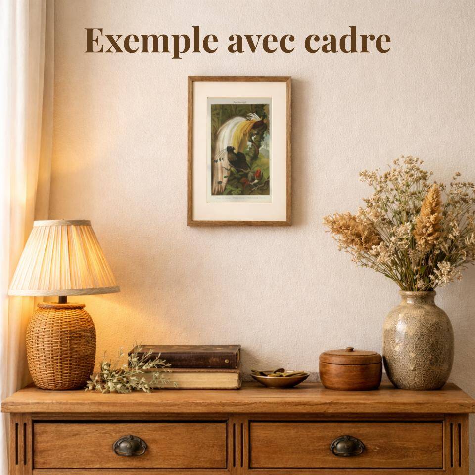 Old engraving from 1904 - Pheasants & Gallinaceous birds. Plate of wild birds.