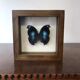 Butterfly frame taxidermy napeocles jucunda 16cm x 16cm