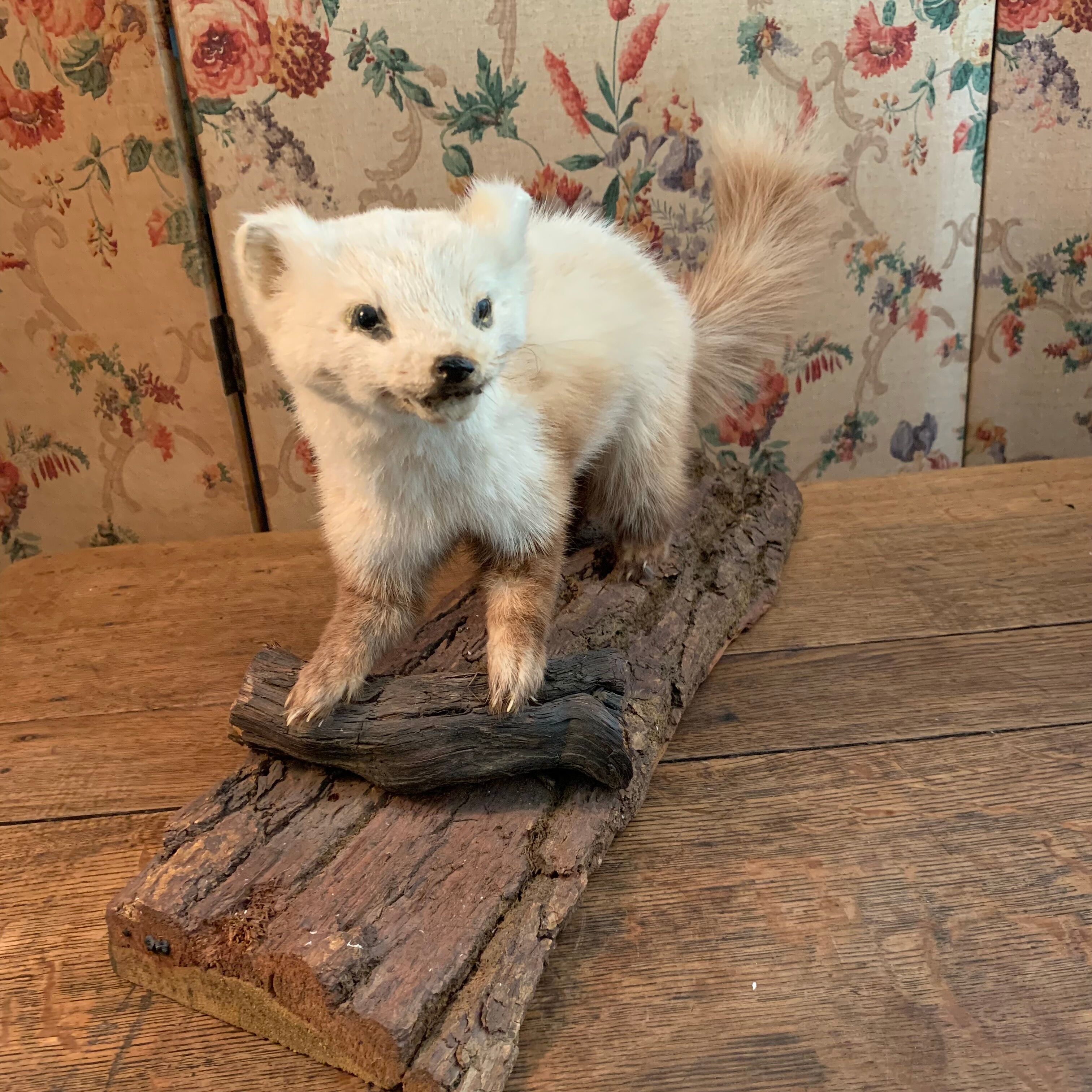 Naturalized ferret taxidermy