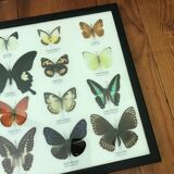 Frame butterflies assortment of 20 - 48 x 33