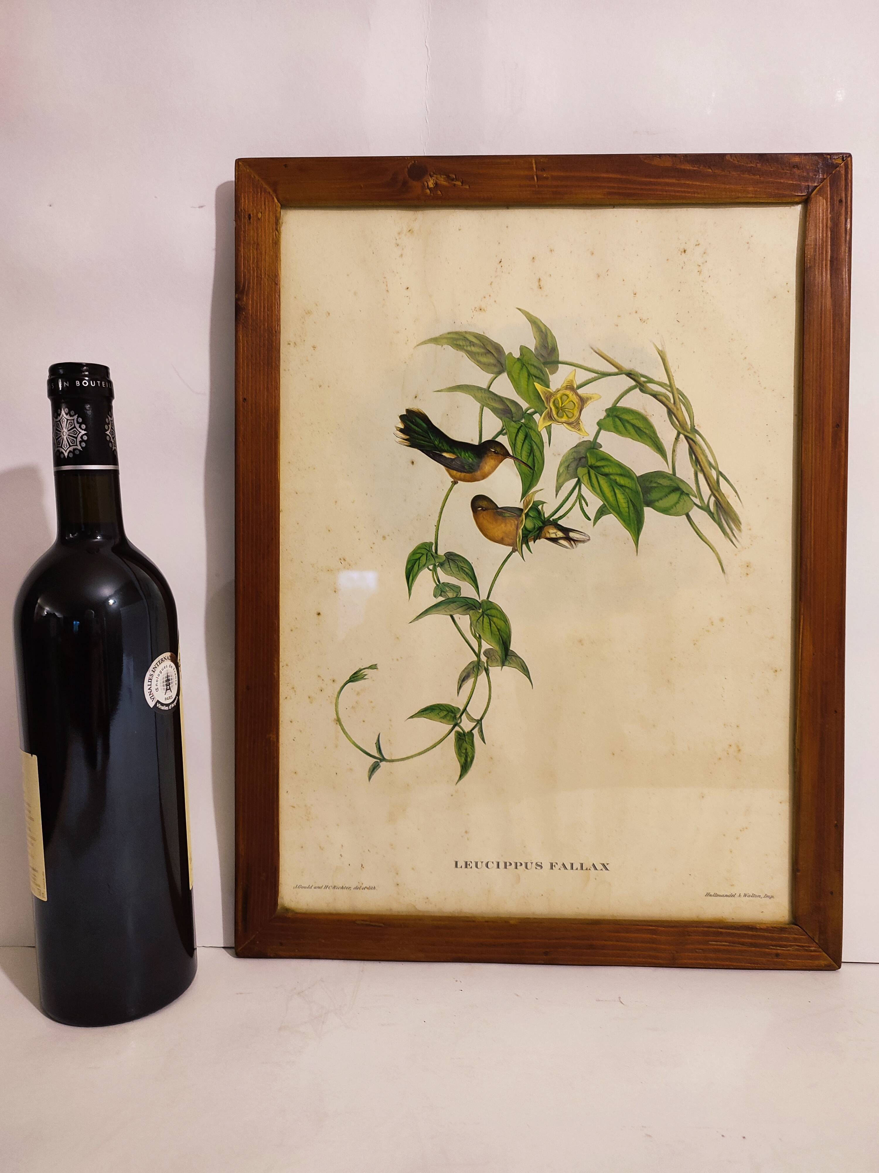 Gould lithograph enhanced hand hummingbird