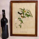 Gould lithograph enhanced hand hummingbird