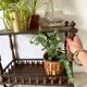 Porte plantes étagères en bois