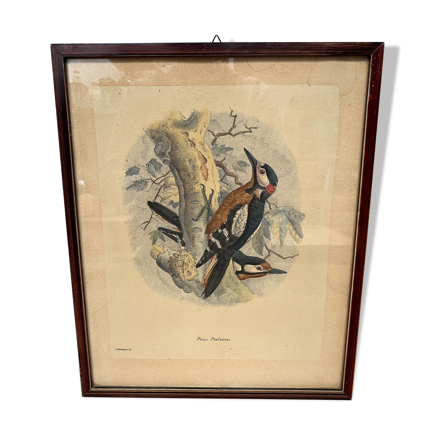 Ornithological print J.G. Keulemans "Picus Poelzami"