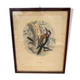 Ornithological print J.G. Keulemans "Picus Poelzami"