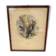Ornithological print J.G. Keulemans "Picus Poelzami"