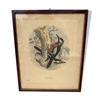 Ornithological print J.G. Keulemans "Picus Poelzami"