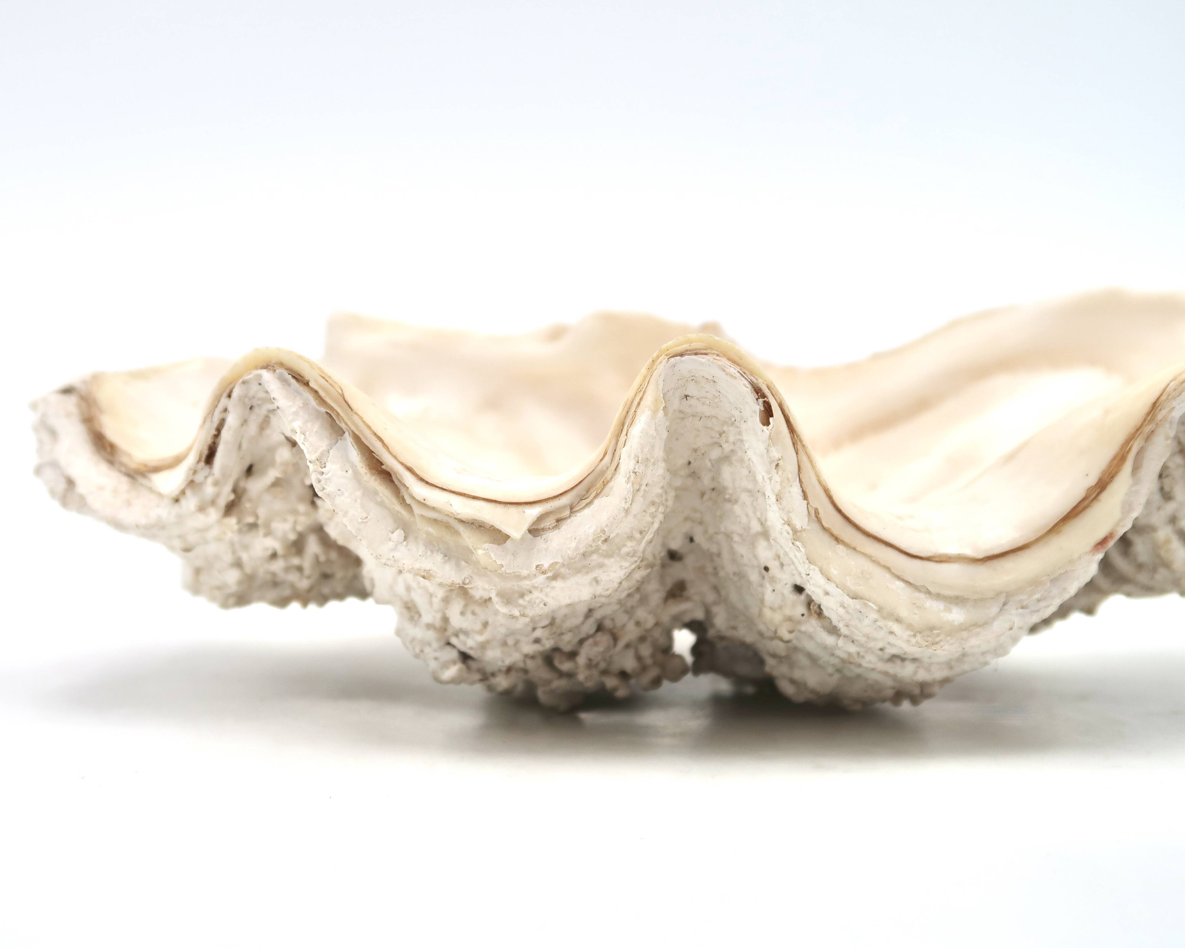 Holy water stoup shell emptier, 1970s