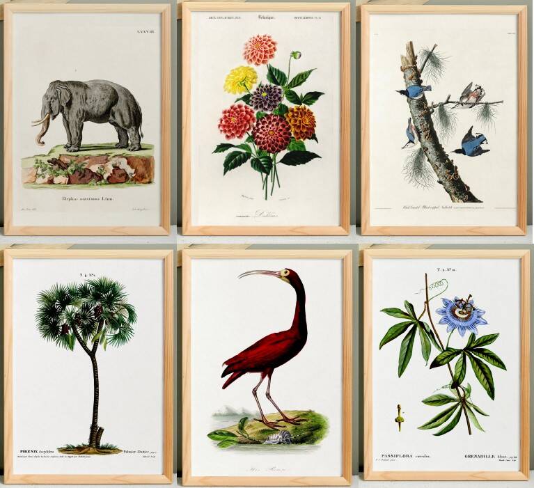 Set of 6 naturalist illustrations