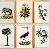 Set of 6 naturalist illustrations