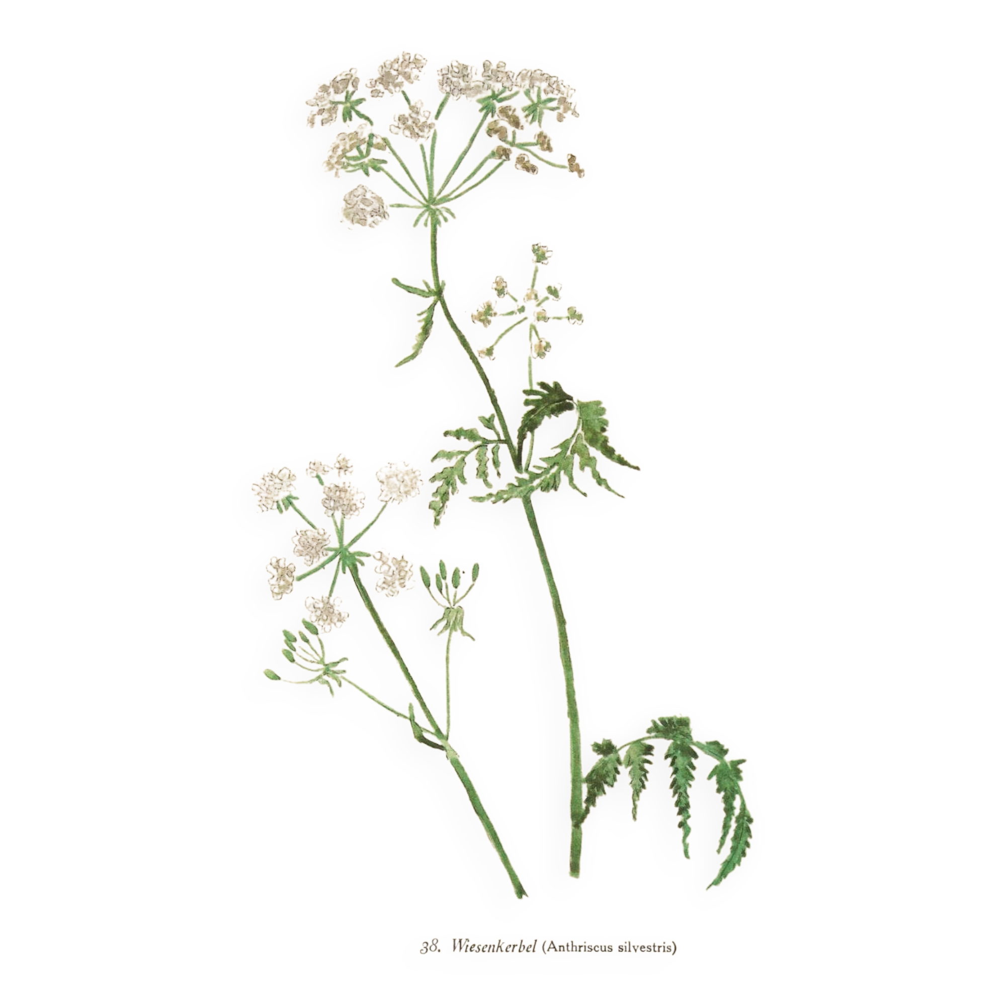 Illustration 1948 - Meadow Chervil by H. Strache - natural floral