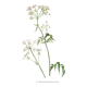 Illustration 1948 - Meadow Chervil by H. Strache - natural floral