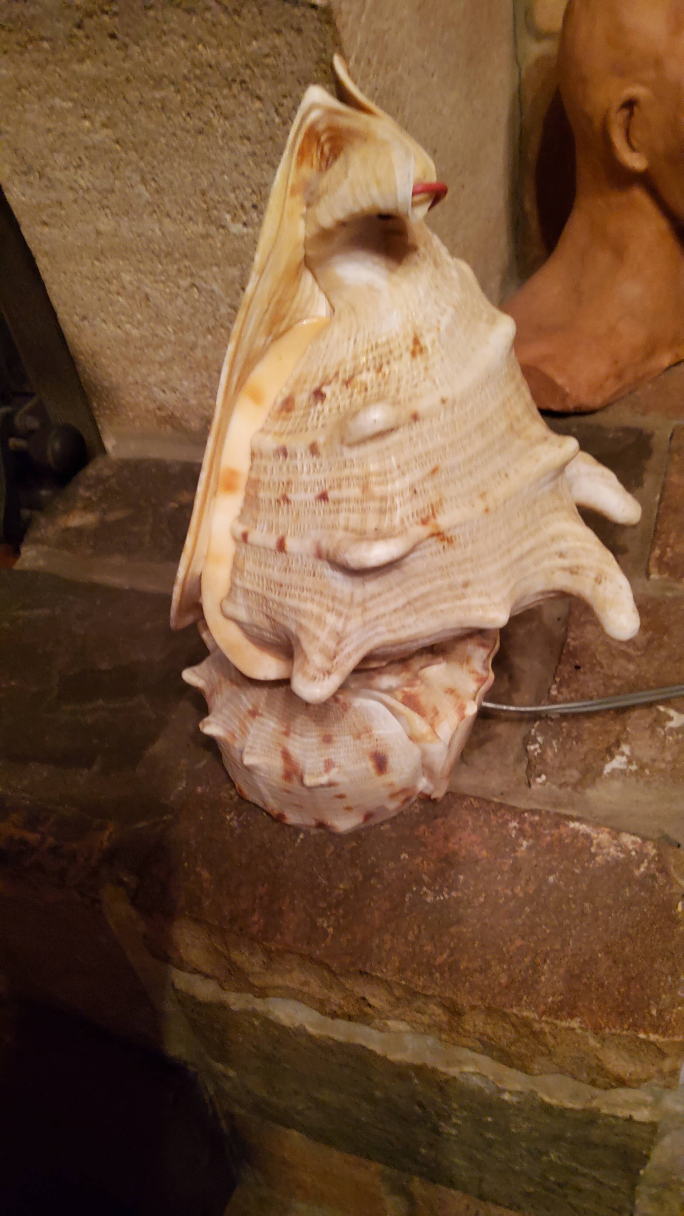 Shell lamp from the 50s