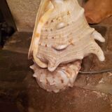 Shell lamp from the 50s