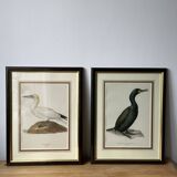 Frames illustrations birds