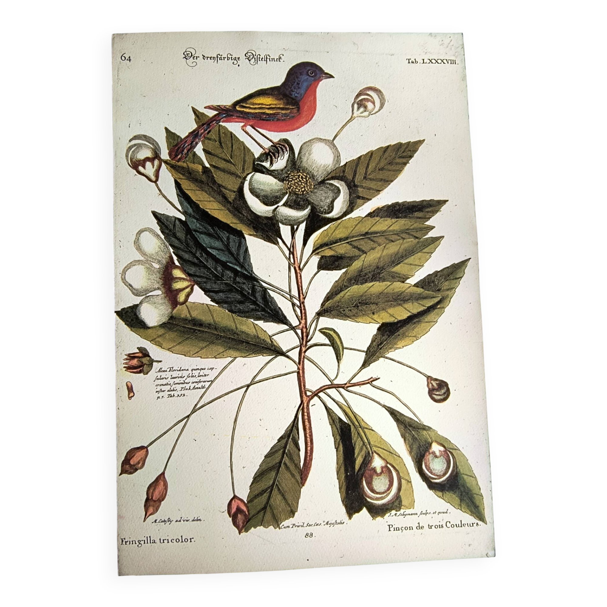 Antique bird engraving - Pincon 3 Colors - Zoological plate by Seligmann