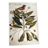 Antique bird engraving - Pincon 3 Colors - Zoological plate by Seligmann