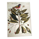 Antique bird engraving - Pincon 3 Colors - Zoological plate by Seligmann