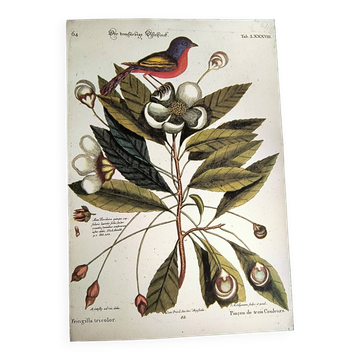 Antique bird engraving - Pincon 3 Colors - Zoological plate by Seligmann