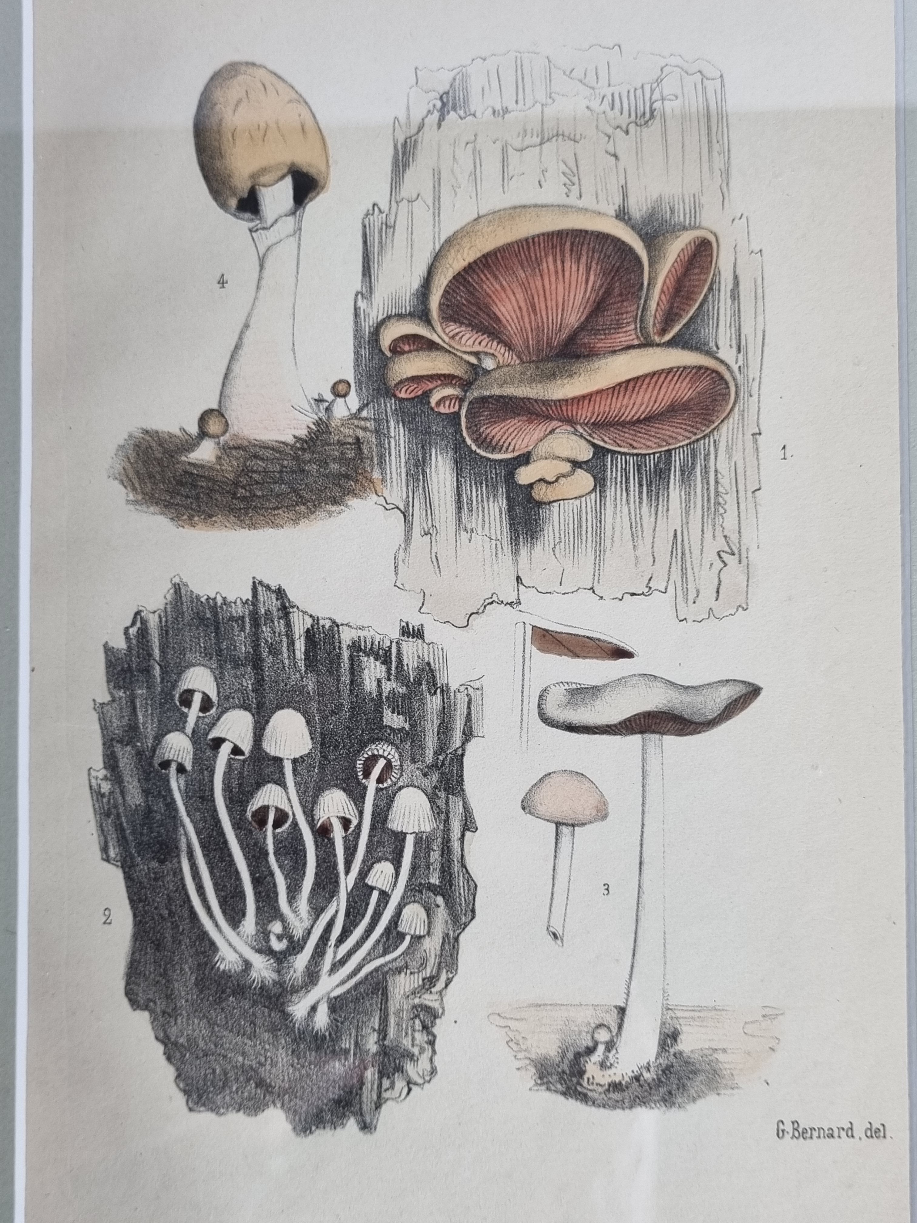 Two old engravings of watercolor mushrooms nineteenth century after G. Bernard