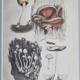 Deux gravures anciennes de champignons aquarellées XIXème siècle d'après G. Bernard