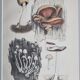 Two old engravings of watercolor mushrooms nineteenth century after G. Bernard