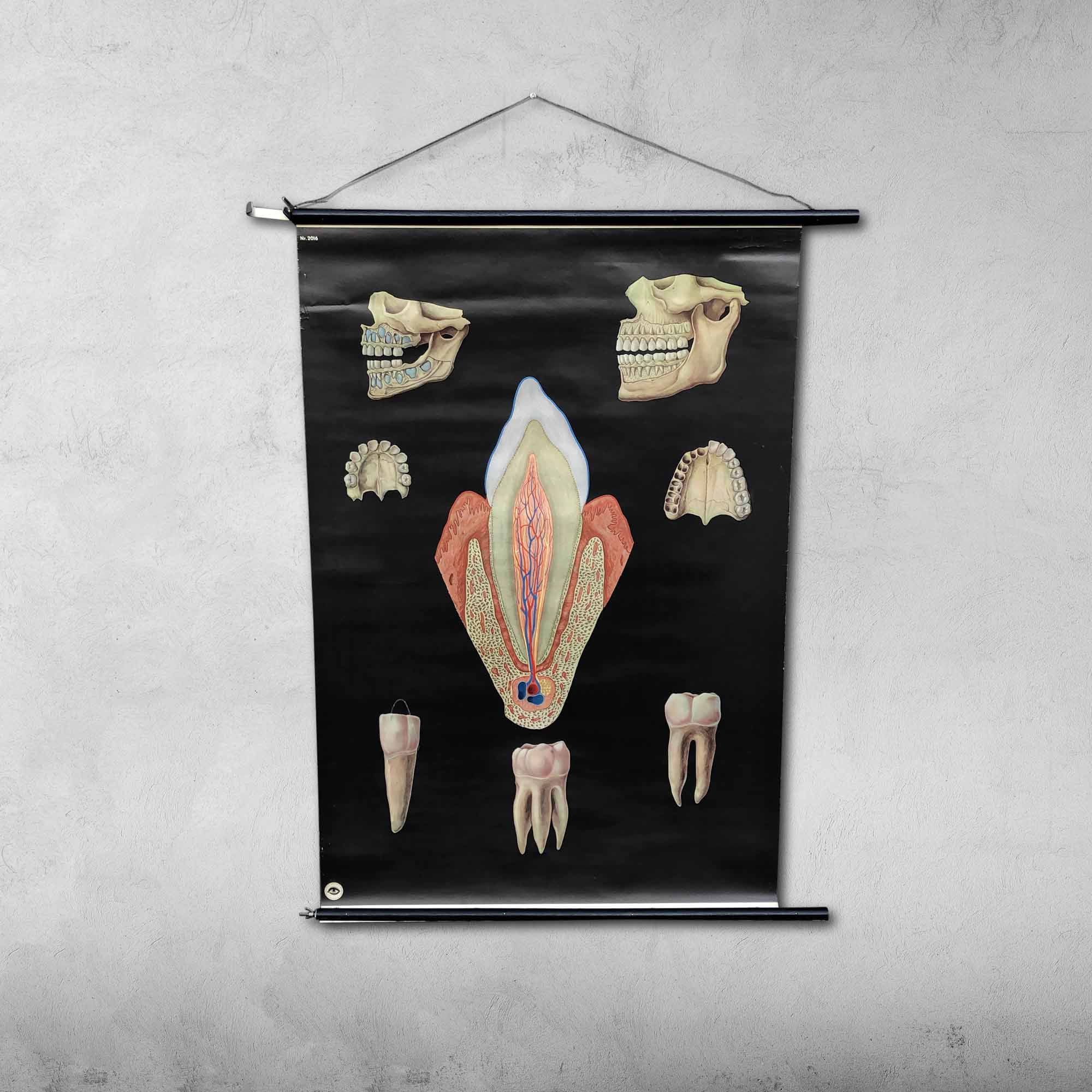 Pull-Down Chart of Human Teeth, 1960s