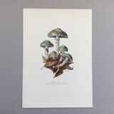 Botanical Illustration Mushrooms Strophaire Vintage Print 60s